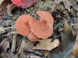 Laccaria proxima image