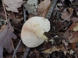 Lactarius argillaceifolius image