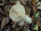 Lactarius argillaceifolius image
