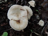 Clitocybe eccentrica image