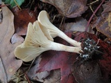 Clitocybe eccentrica image