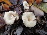 Clitocybe eccentrica image