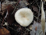 Clitocybe eccentrica image