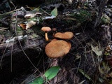 Gymnopilus luteus image