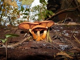 Gymnopilus luteus image