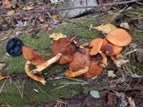 Gymnopilus luteus image