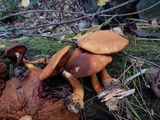 Gymnopilus luteus image