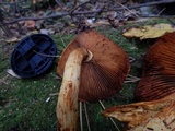 Gymnopilus luteus image