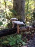 Lentinellus micheneri image