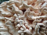 Laetiporus cincinnatus image
