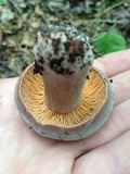Lactifluus corrugis image