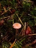 Atheniella adonis image