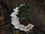 Trametes gibbosa image