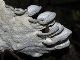 Trametes gibbosa image