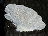 Trametes gibbosa image