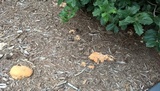 Ganoderma sessile image