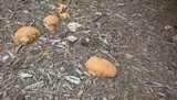 Ganoderma sessile image