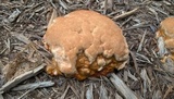 Ganoderma sessile image