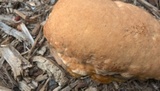 Ganoderma sessile image