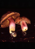 Boletus smithii image