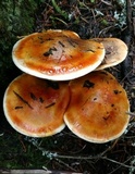 Tricholoma focale image