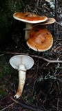 Tricholoma focale image