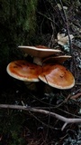 Tricholoma focale image