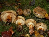 Paxillus cuprinus image