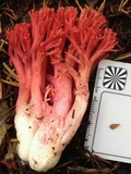 Ramaria araiospora image