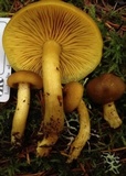 Tricholomopsis decora image