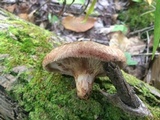 Paxillus involutus image