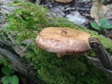 Paxillus involutus image