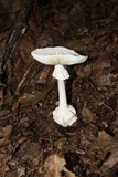 Amanita abrupta image