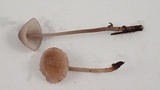 Mycena purpureofusca image