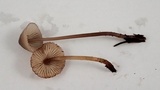 Mycena purpureofusca image