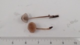 Mycena purpureofusca image