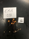 Marasmius siccus image