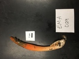 Mutinus elegans image