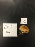 Scleroderma areolatum image