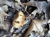 Scleroderma areolatum image