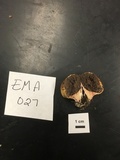 Scleroderma areolatum image