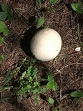 Calvatia craniiformis image