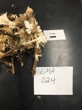 Tremellodendron schweinitzii image