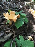 Cantharellus lateritius image