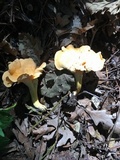 Cantharellus lateritius image