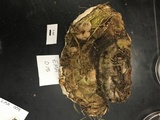 Perenniporia fraxinophila image