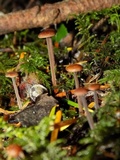 Gymnopus villosipes image