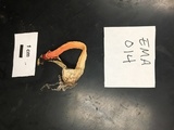 Phallus rubicundus image