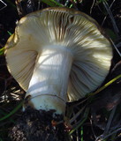 Russula clavipes image