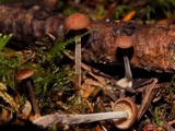 Gymnopus villosipes image
